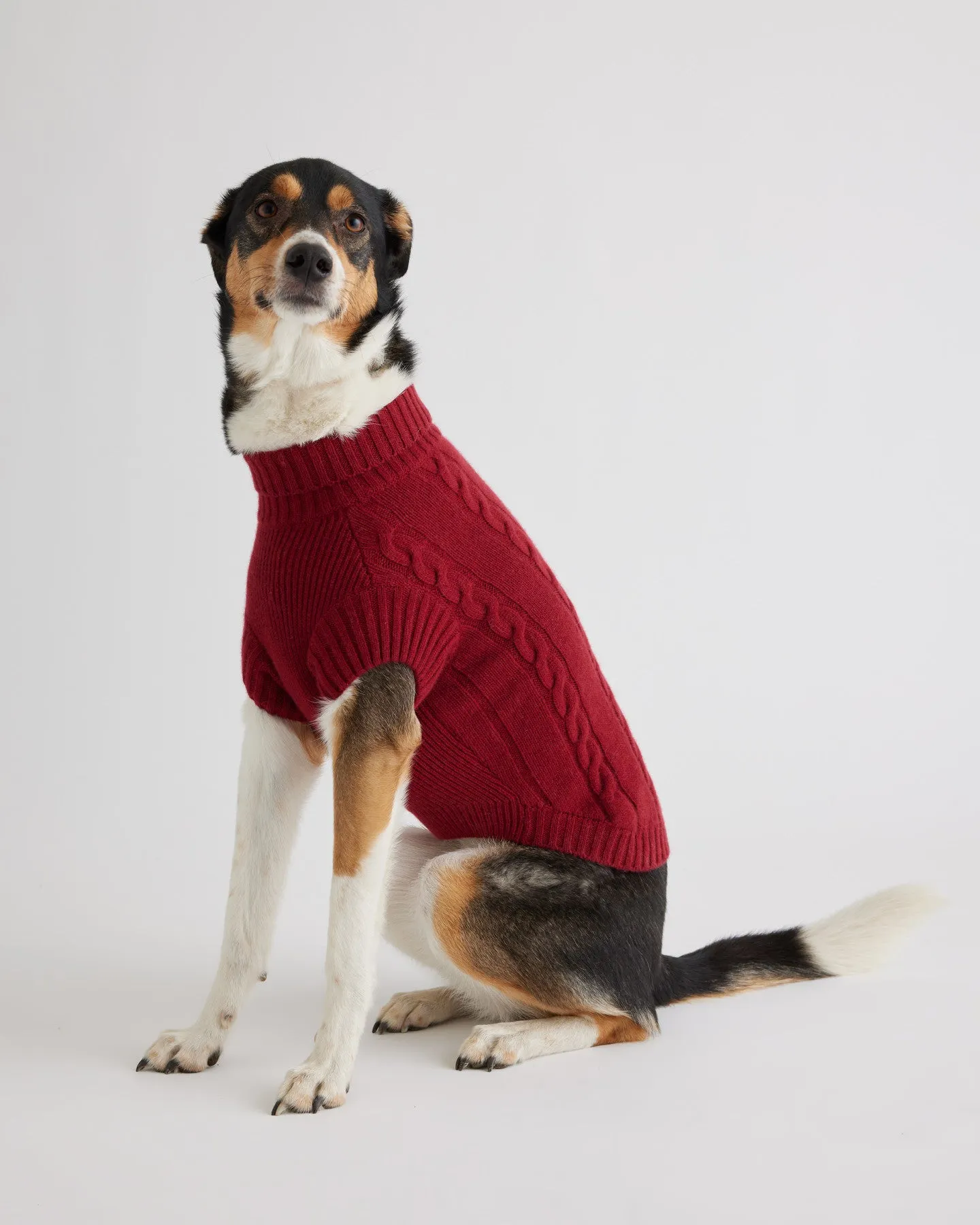 Mongolian Cashmere Cable Knit Dog Sweater